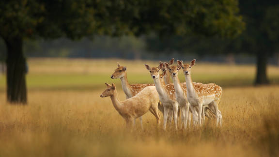 European fallow deer in England