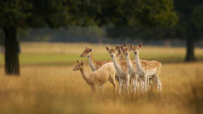 European fallow deer in England