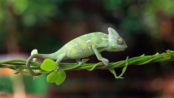 Does this chameleon look a little insecure?