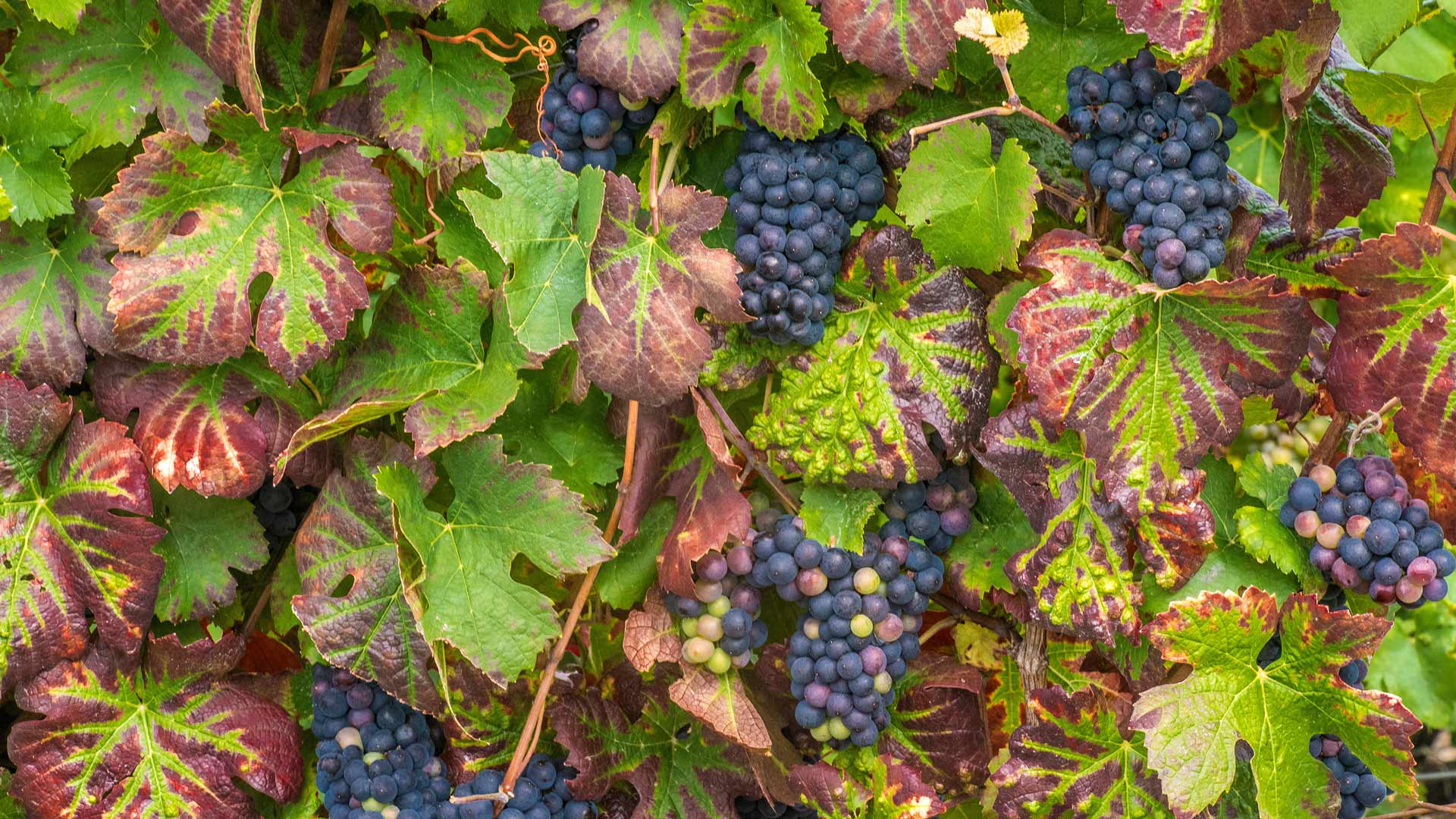 Journée du Champagne