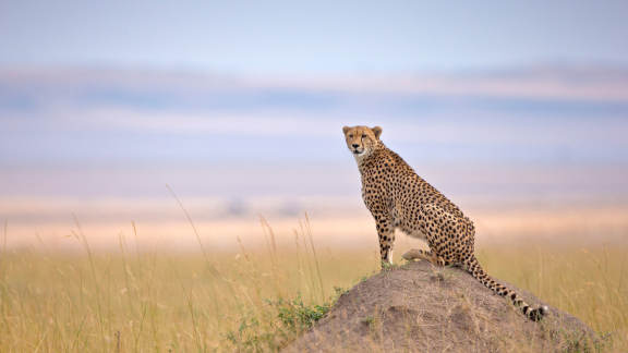Cheetah in Maasai Mara