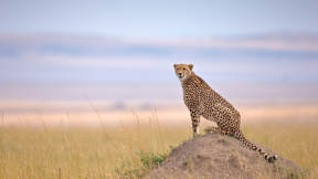 Cheetah in Maasai Mara
