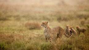 Cheetah in Ngorongoro Conservation Area, Tanzania
