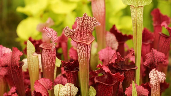 Chelsea Flower Show