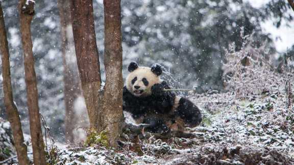 Le panda des neiges !