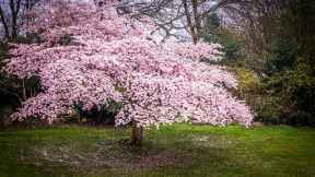 Vancouver Cherry Blossom Festival
