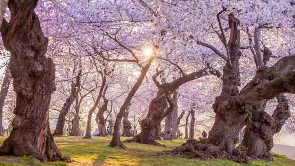 National Cherry Blossom Festival, Washington, DC
