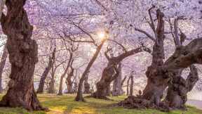 National Cherry Blossom Festival, Washington, DC