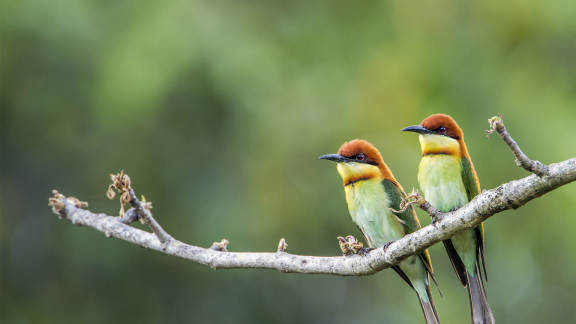 Chestnut-headed bee-eaters, Bardia National Park, Nepal