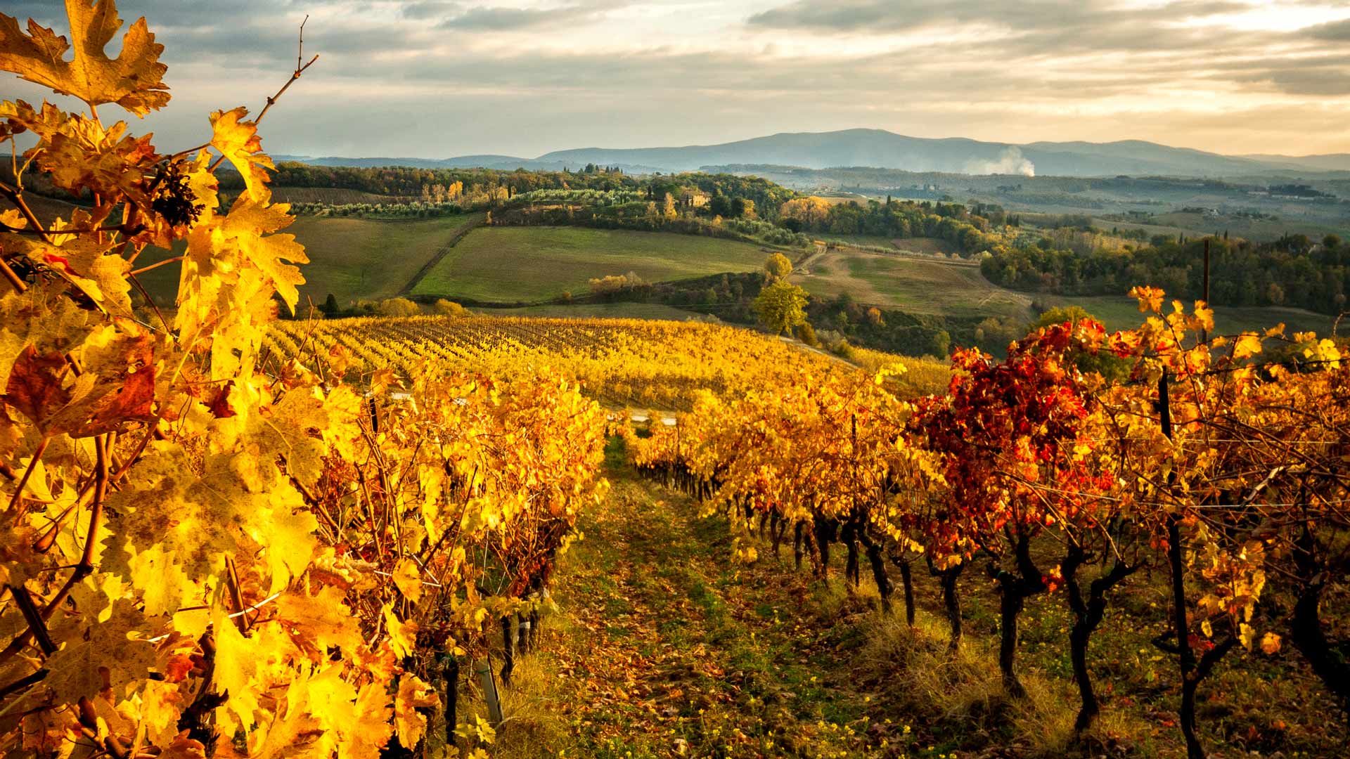 Sole e cure delluomo, rendono questi vigneti unici