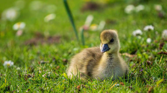 Gänseküken im Ahnepark, Vellmar, Hessen