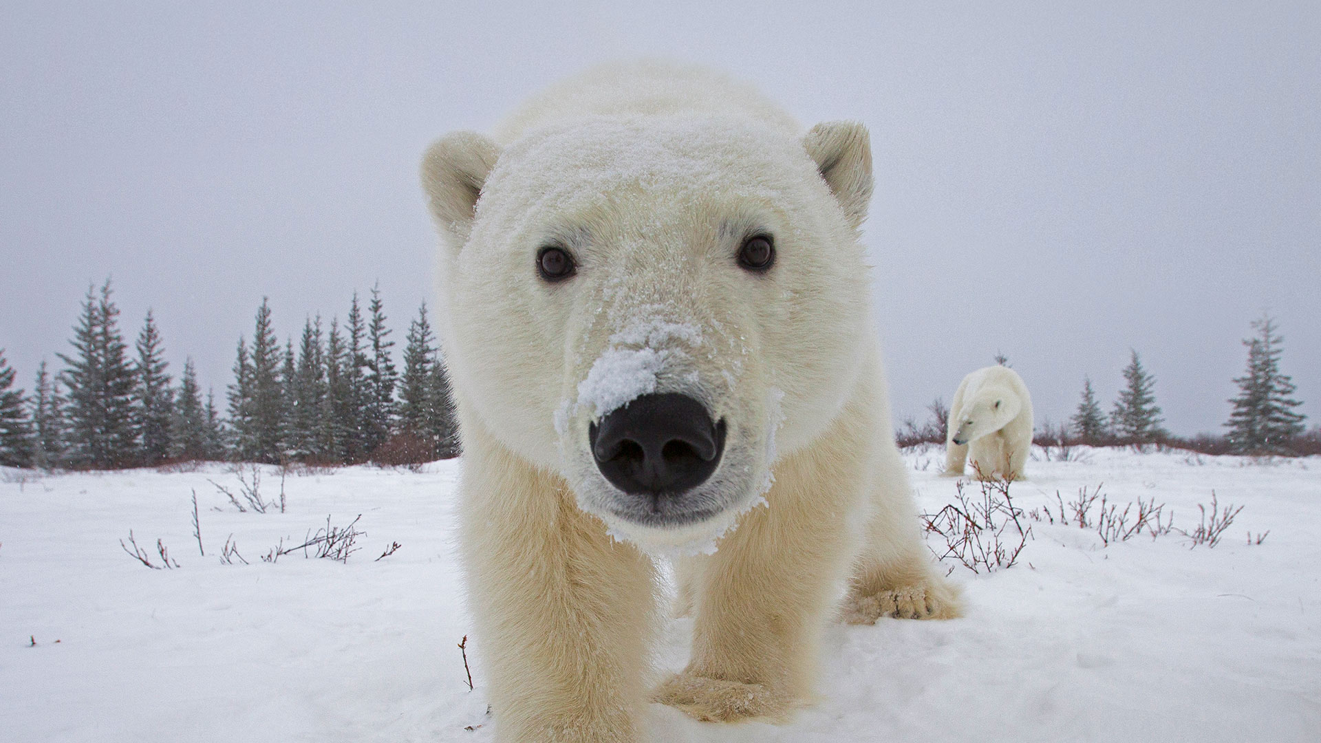 Bing image: Polar bears - Bing Wallpaper Gallery