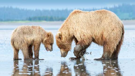 水辺で捕食中のヒグマの親子