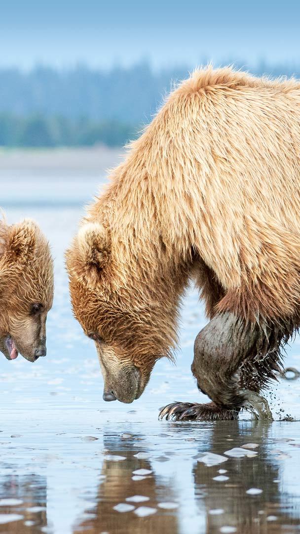 Brown Bears - Lake Clark National Park & Preserve (U.S. National