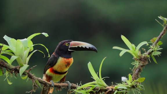 Collared aracari in Costa Rica