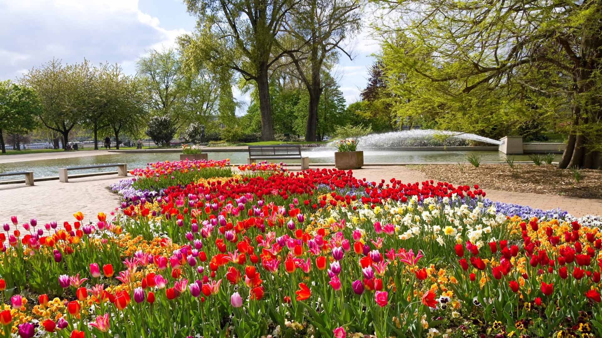 Blumenbeete mit Tulpen und anderen Frühlingsblumen im Rheinpark, Köln