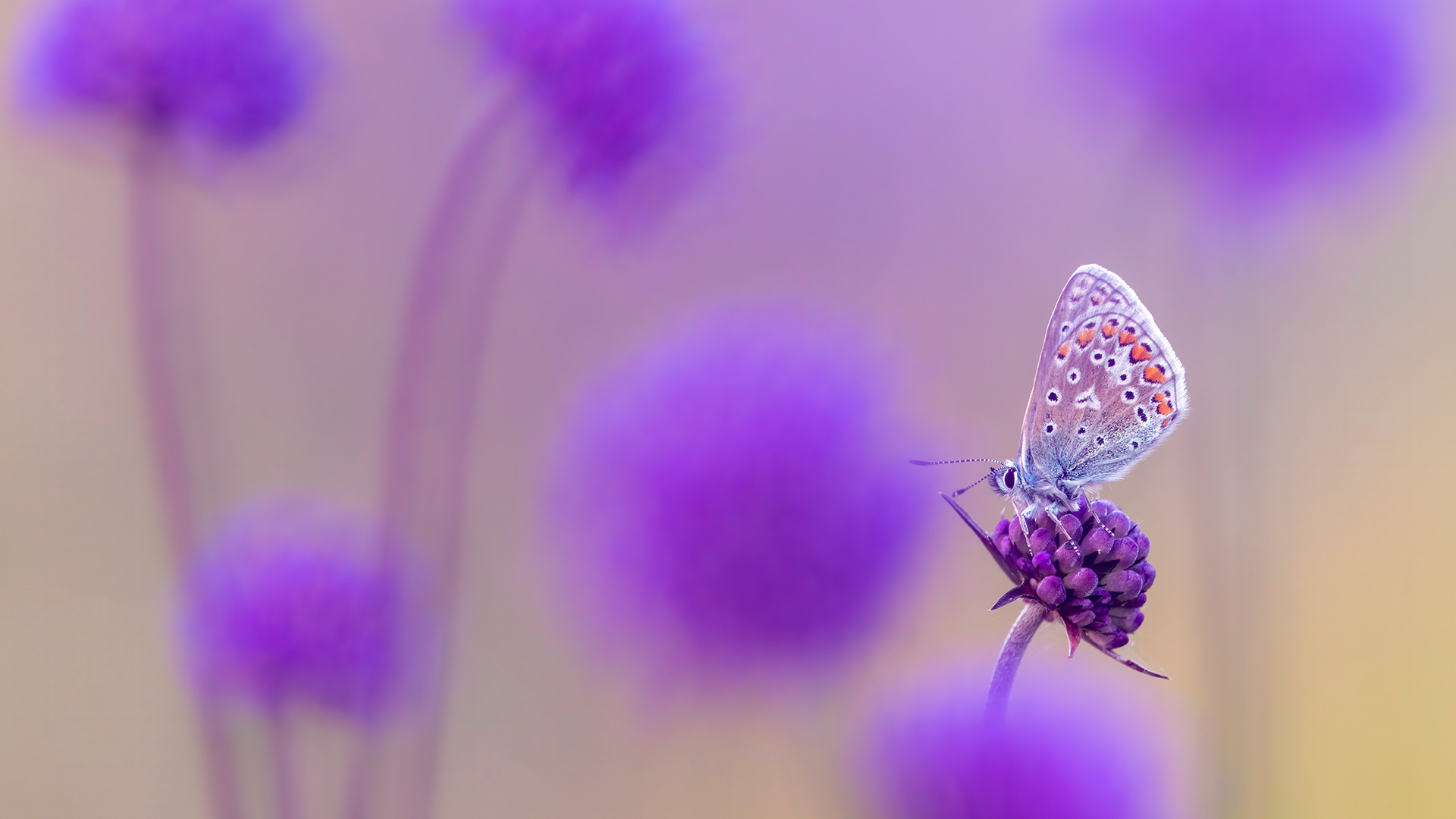 Common blue butterfly