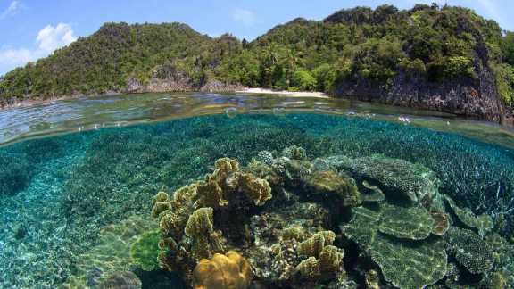 Bing Image Coral Reef Awareness Week Bing Wallpaper Gallery