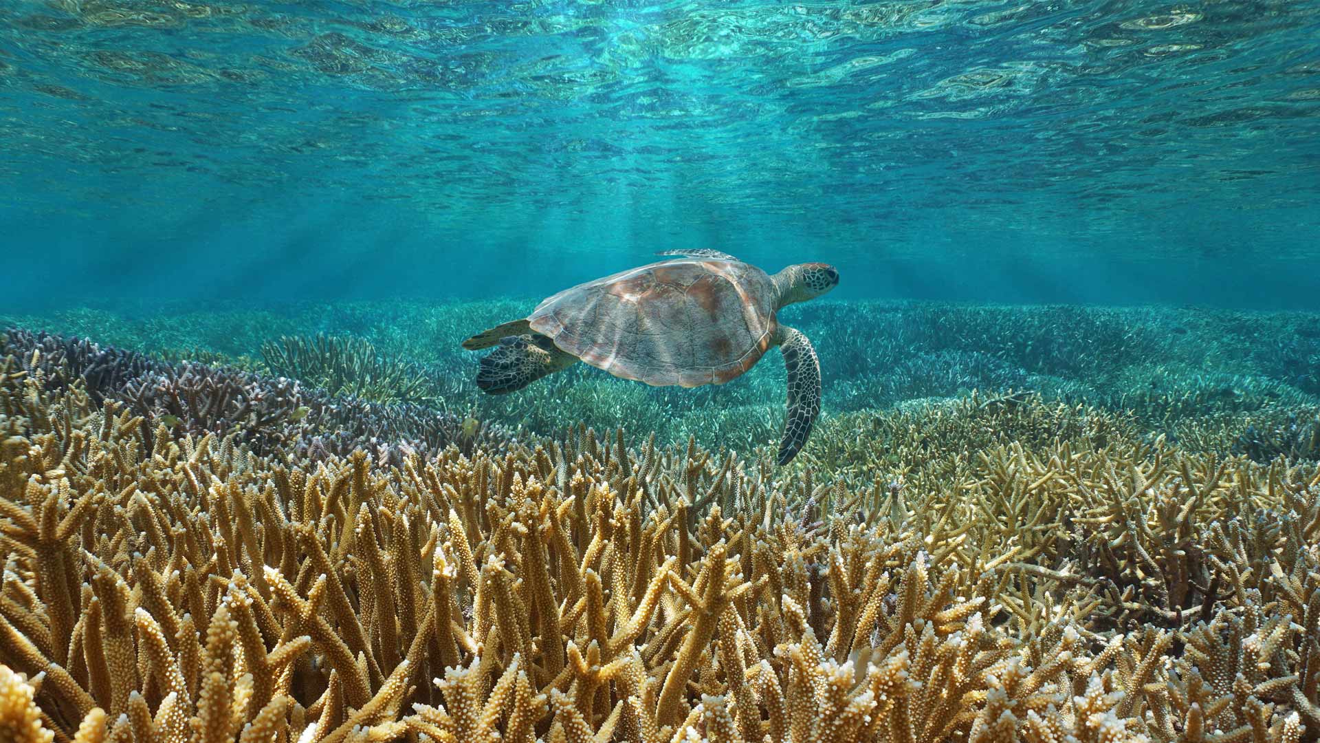 Bing HD Wallpaper Dec 28, 2024: Green sea turtle, New Caledonia - Bing ...