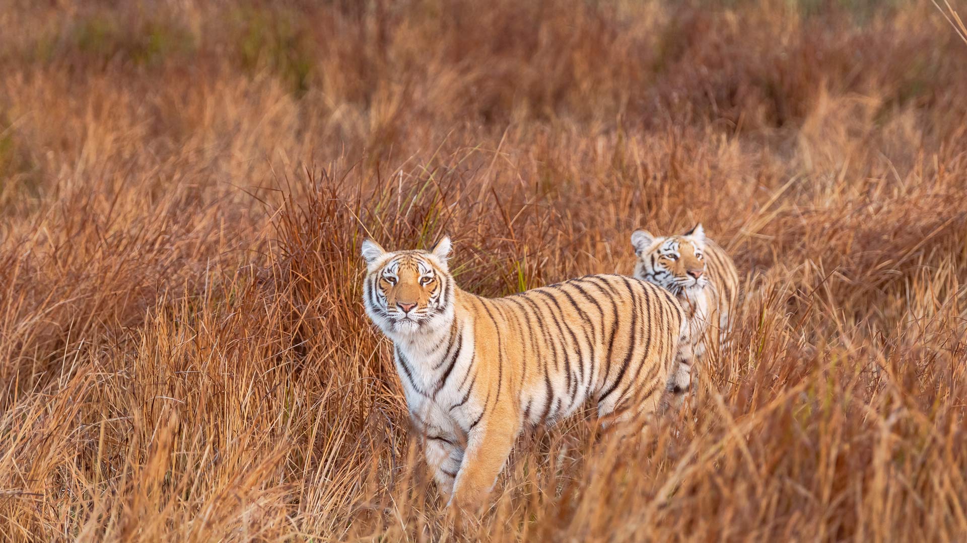 Bing HD Wallpaper Jul 29, 2024 Tigers in Uttarakhand, India Bing