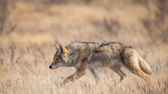 Hot enough to howl