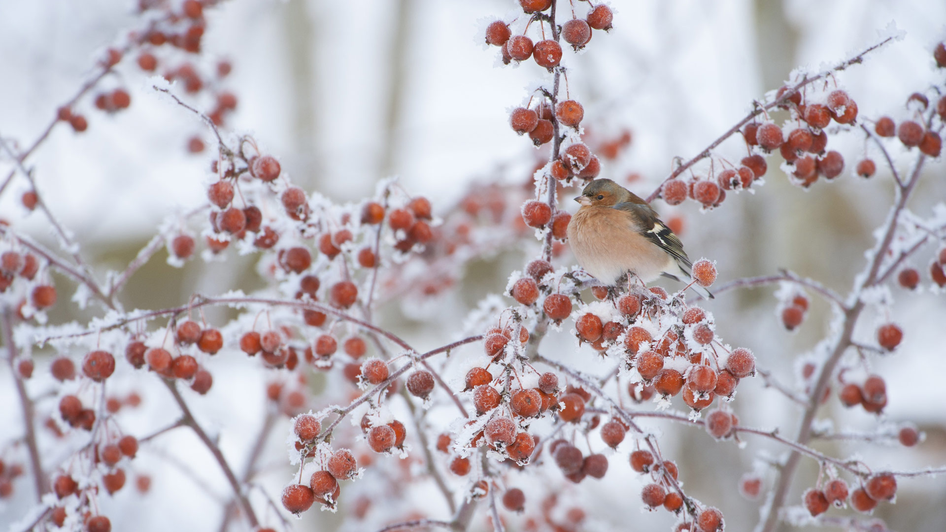 Bing image: A male chaffinch in a crab apple tree - Bing Wallpaper Gallery