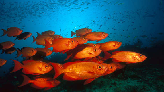 Crescent-tail bigeye fish, Great Barrier Reef, Australia