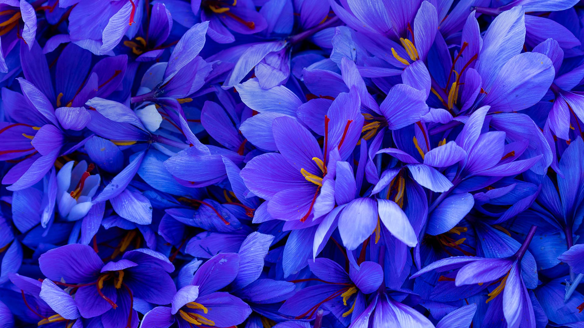 Bing image: Saffron in bloom - Bing Wallpaper Gallery