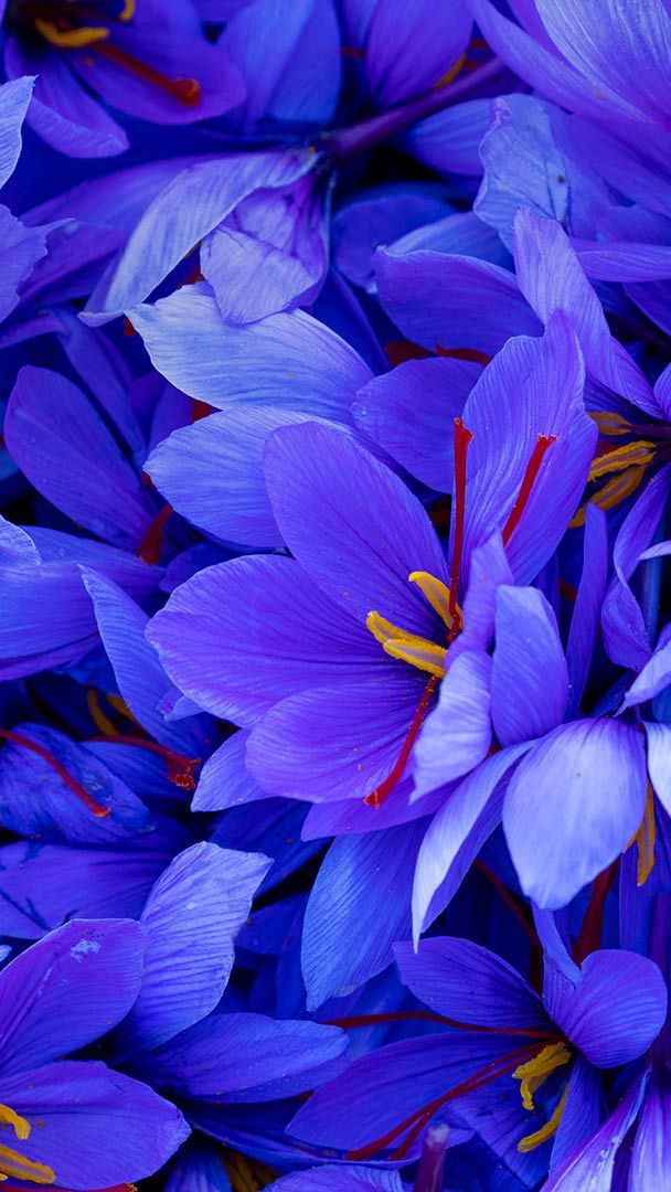 Bing HD Wallpaper Nov 6, 2019: Saffron in bloom - Bing Wallpaper Gallery