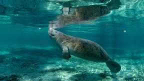 Manatee Appreciation Day