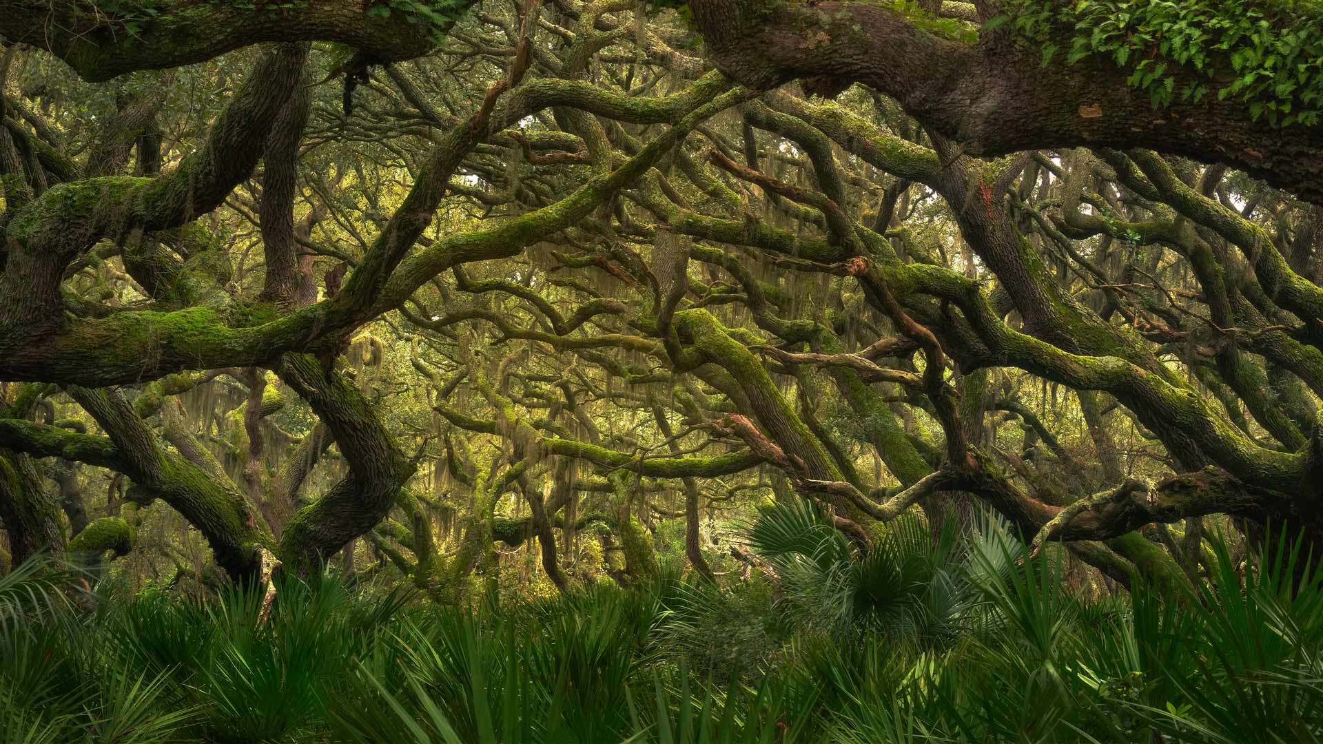 Bing image: Maritime forest in Cumberland Island National Seashore Bing image: Maritime forest in Cumberland Island National Seashore