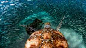 Come out of your shell for World Turtle Day
