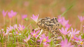 International Chameleon Day