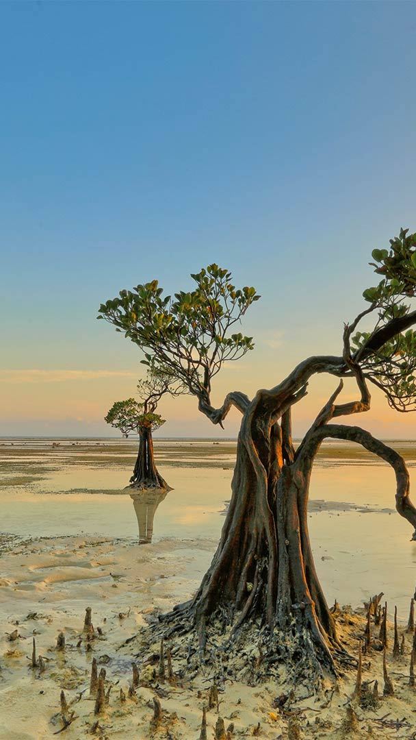 The  dancing trees  of Sumba Island