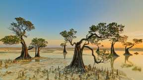 The  dancing trees  of Sumba Island