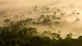 Happy International Day of Forests!