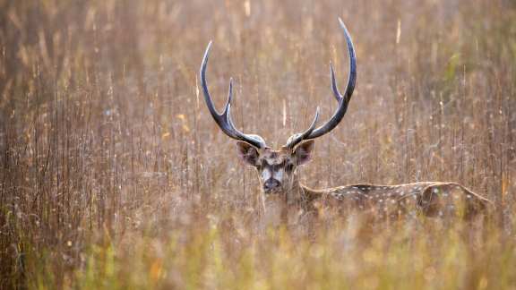 Chital, Bandhavgarh National Park, Madhya Pradesh