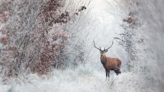Cerf élaphe, forêt de Rambouillet