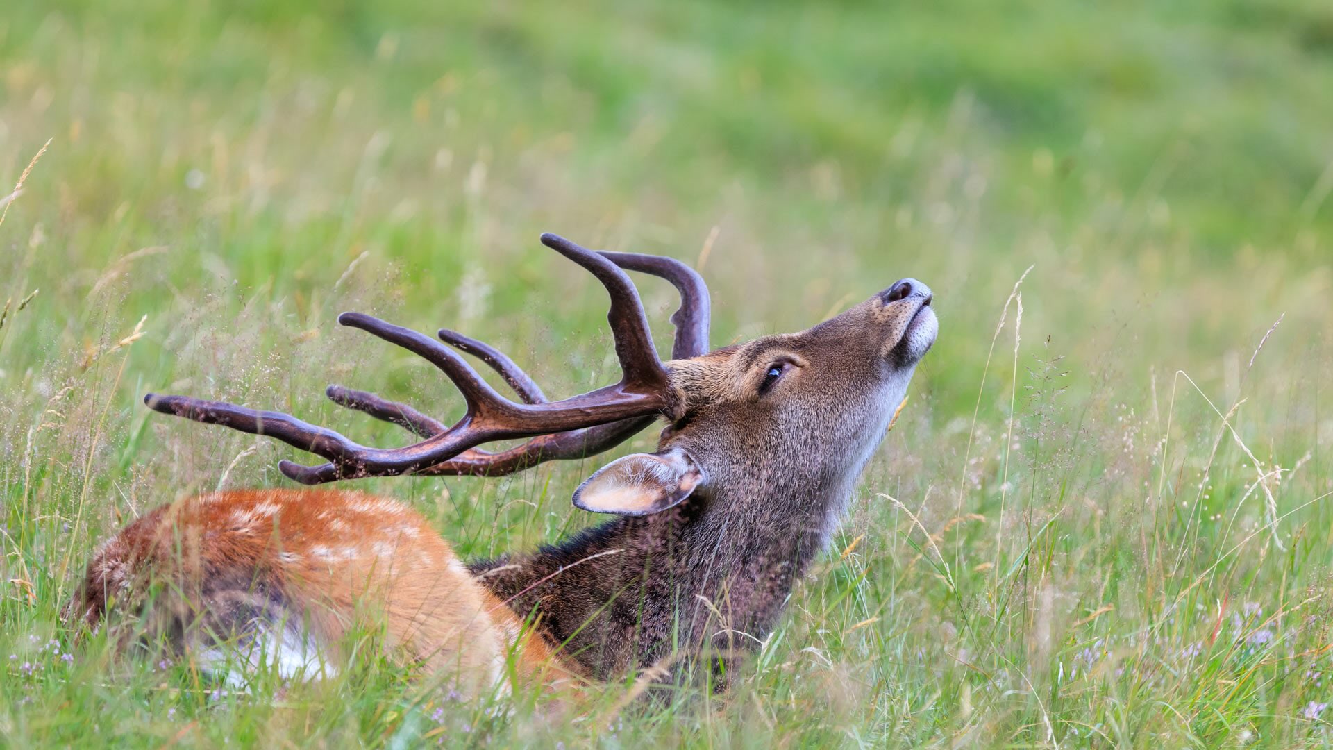 Cerf dans l&rsquo;herbe, parc de Merlet, Haute-Savoie