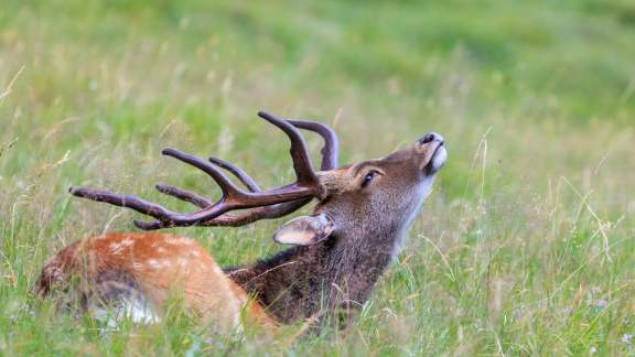 Cerf dans l&rsquo;herbe, parc de Merlet, Haute-Savoie