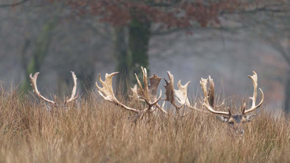 Cerf cach&eacute;s dans la for&ecirc;t