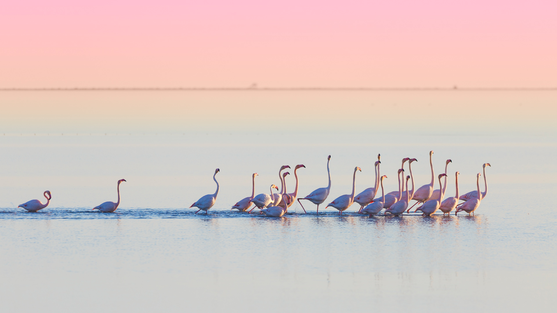 Flamencos en el Delta del Ebro, Tarragona, Espa&ntilde;a