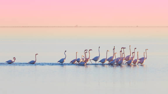 Flamencos en el Delta del Ebro, Tarragona, Espa&ntilde;a