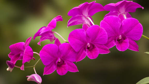 A ci&ecirc;ncia em flor
