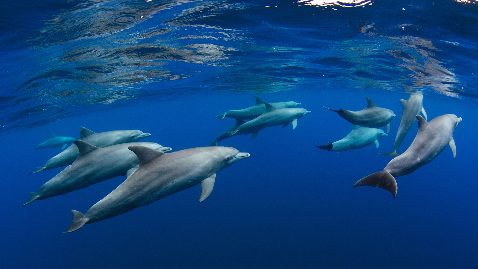Bing HD Wallpaper Sep 12 2024 World Dolphin Day Bing Wallpaper Gallery Bing HD Wallpaper Sep 12 2024 World Dolphin Day Bing Wallpaper Gallery