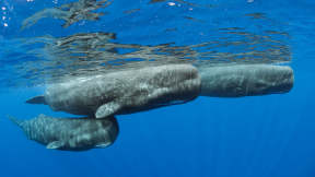 今日は世界クジラの日