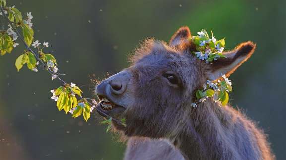 A delightful day for donkeys