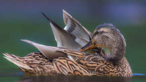 Canard colvert