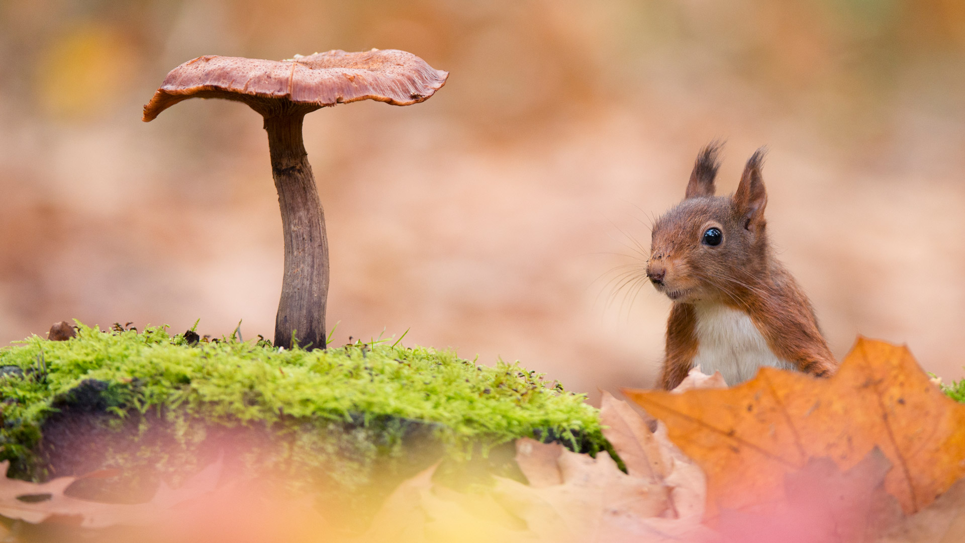 Bing HD Wallpaper Jan 21, 2025: Eurasian red squirrel - Bing Wallpaper ...