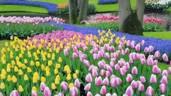 Keukenhof, Lisse, Pays-Bas
